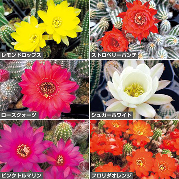 733-NSA980.jpg?202603041439