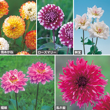 球根セット - 種・苗・球根・園芸用品・農業資材の通販サイト【タキイ