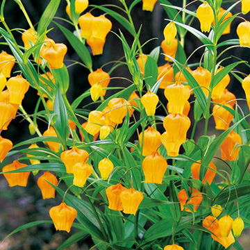 サンダーソニア・オーランチアカ| 種・苗・ガーデニング用品の【タキイ