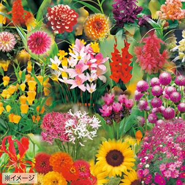 球根セット - 種・苗・球根・園芸用品・農業資材の通販サイト【タキイ