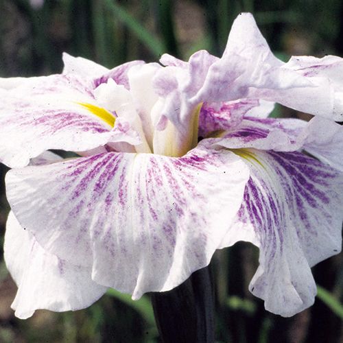 花菖蒲・浮草の池| 種・苗・ガーデニング用品の【タキイネット通販】