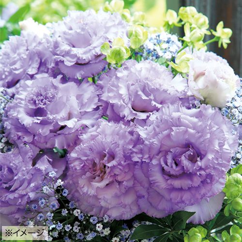 ユーストマ（トルコ桔梗）・F1プリマ1型 ライトラベンダー| 種・苗