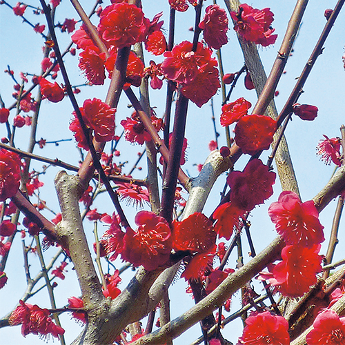 花梅・鹿児島紅梅| 種・苗・ガーデニング用品の【タキイネット通販】