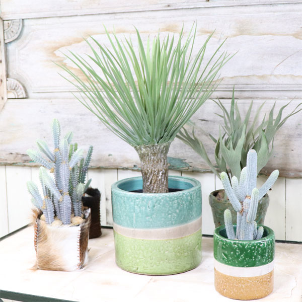 楽天市場】ユッカ・ロストラータ「ランチョ・ブルー」 5号ロング