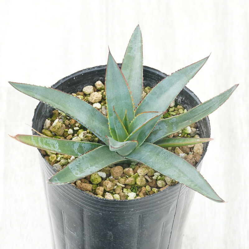 楽天市場】アガベ・シャウィー×ポタトラム「コロナ・デル・ディアブロ