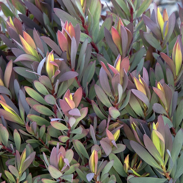 楽天市場】ユッカ・ロストラータ「ランチョ・ブルー」 5号ロング