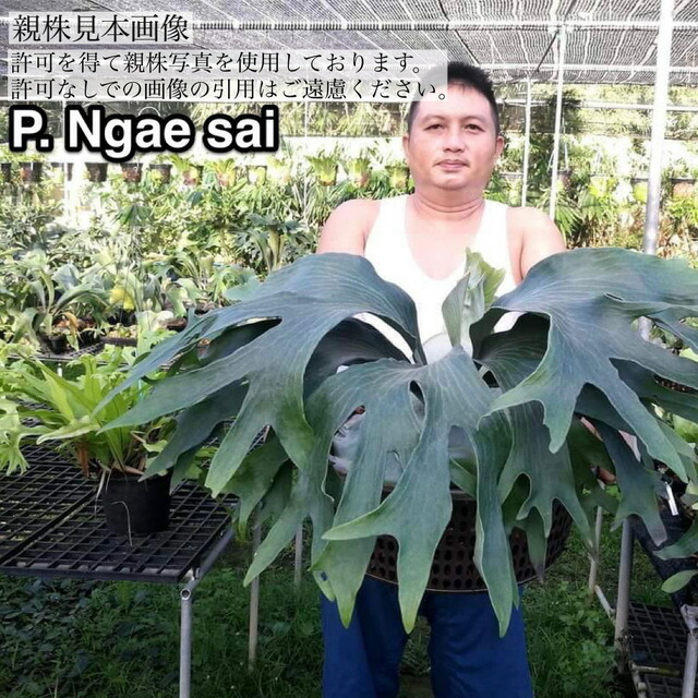 楽天市場】(現品) ビカクシダ 'トライデント' (TC) (No.41151