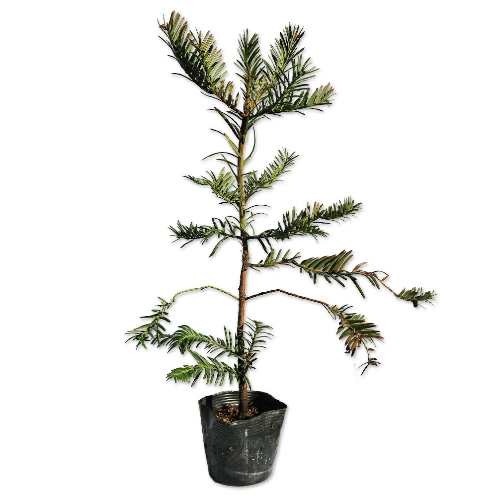 楽天市場】コウヨウザン 0.3m 10.5cmポット 苗 : トオヤマグリーン