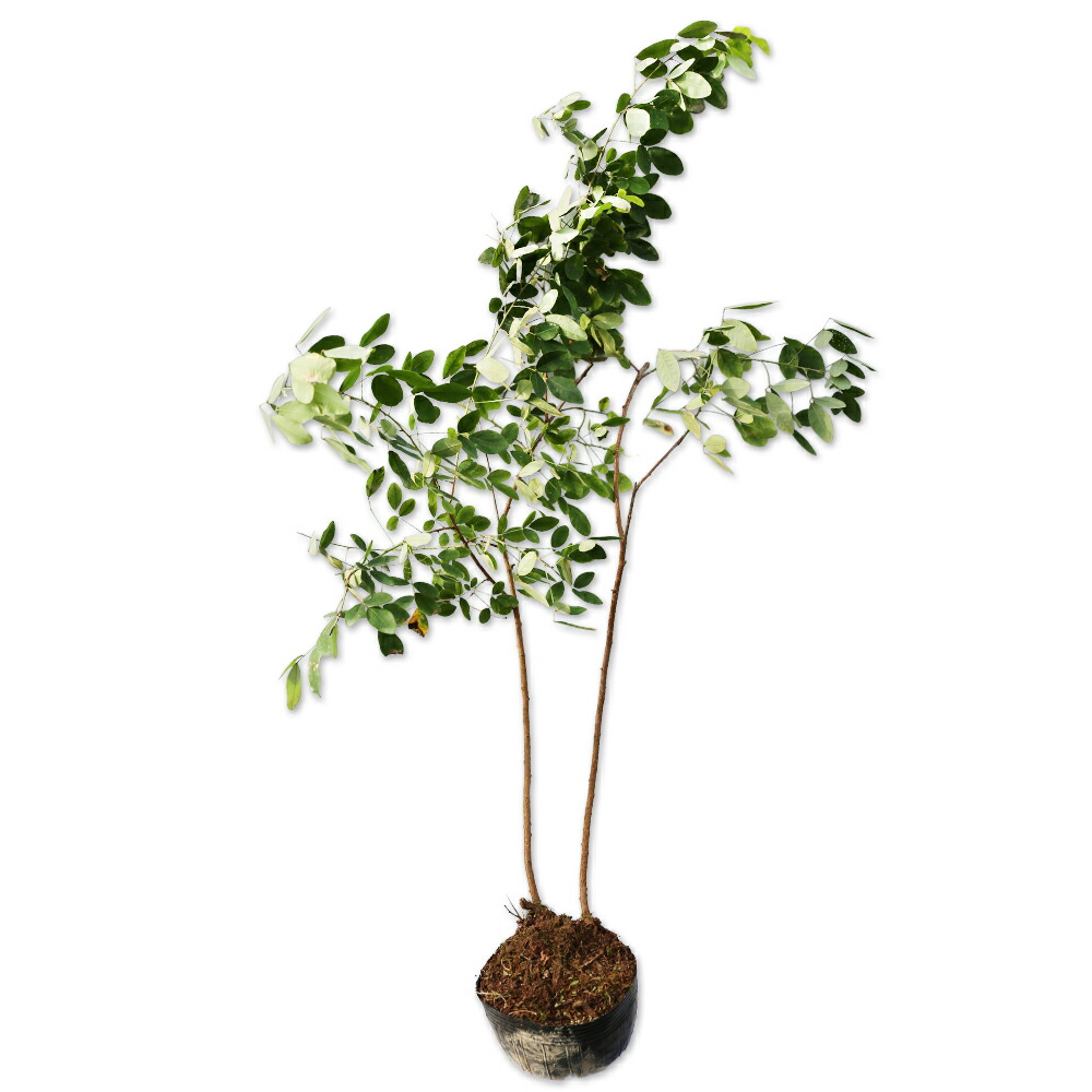 楽天市場】コウヨウザン 0.3m 10.5cmポット 苗 : トオヤマグリーン