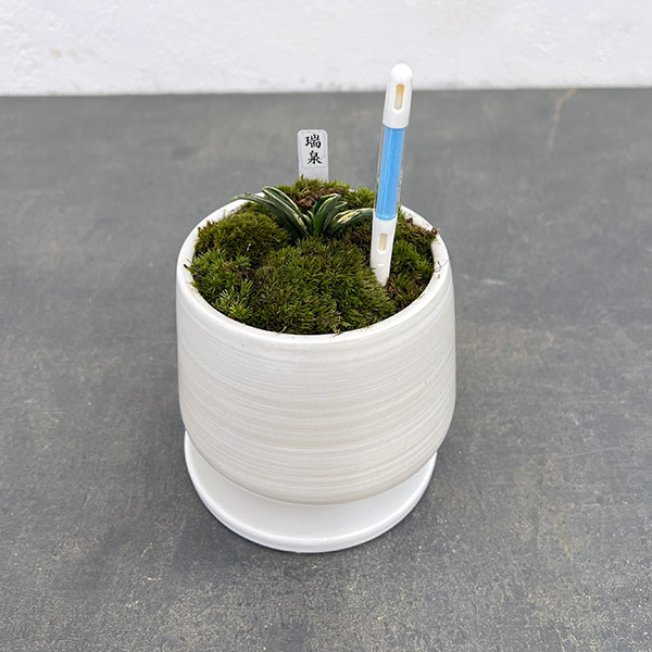 楽天市場】観葉植物/オモト（万年青）：瑞泉・鉢植え／もえ白S・皿付