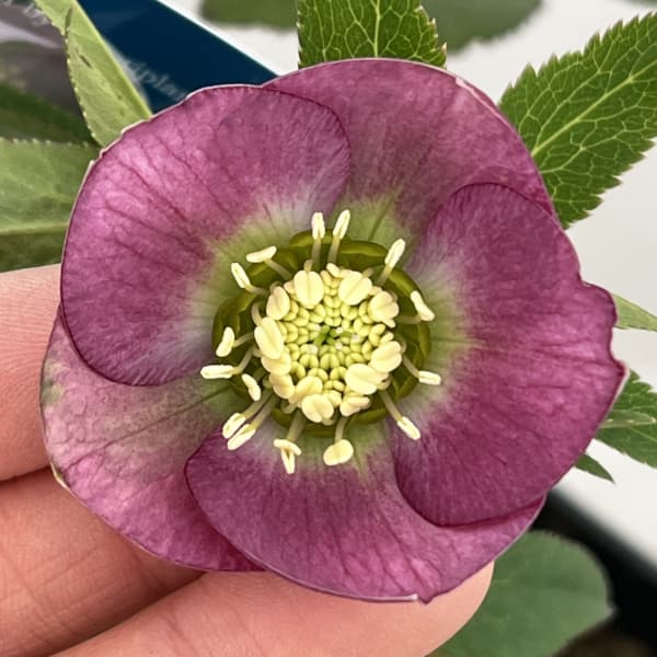 楽天市場】珍しい クリスマスローズ原種 クロアチカス苗/販売/通販