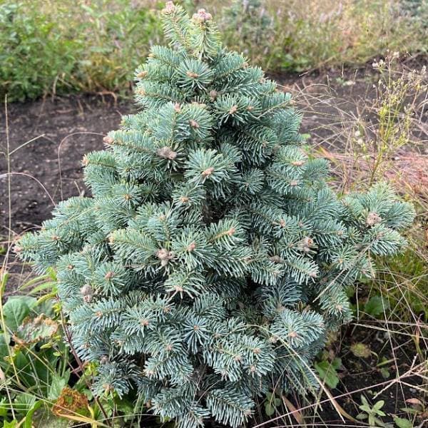 楽天市場】【選べる現品】ピセア・プンゲンストウヒ スーパーブルー