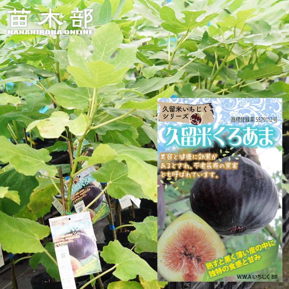 楽天市場】いちじく 【久留米くろあま】 2年生 挿し木苗 7号ロング