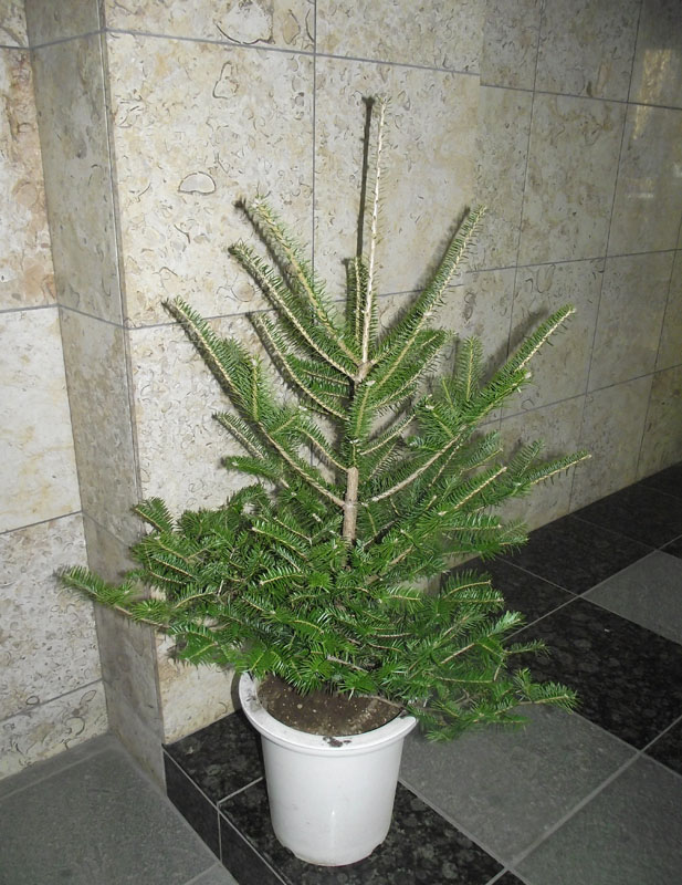 楽天市場】モミの木 【もみの木高さ3メートル】クリスマスツリーに最適