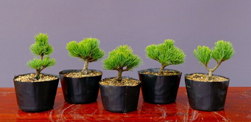 楽天市場】（株）一樹園 黒松 【 売上一位商品 】 中品盆栽／樹齢20