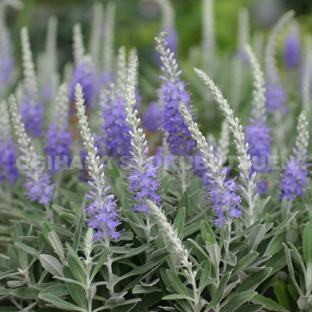 楽天市場】カンナ 'シュトゥットガルト' : おぎはら植物園