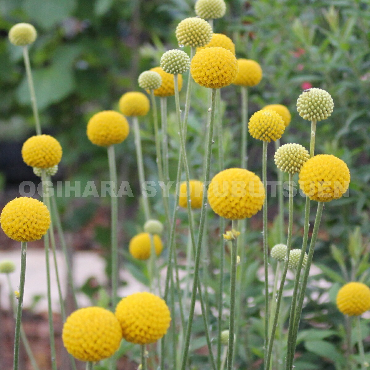 楽天市場】カンナ 'シュトゥットガルト' : おぎはら植物園