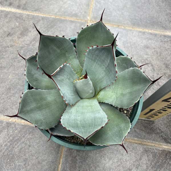 楽天市場】アガベ ブルーグロー お祝 新築祝い 開店祝い 記念樹 ドライ