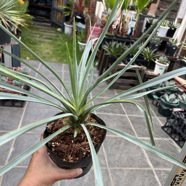 楽天市場】ユッカ リギダ ドライガーデン シルバー ロストラータ 丈夫