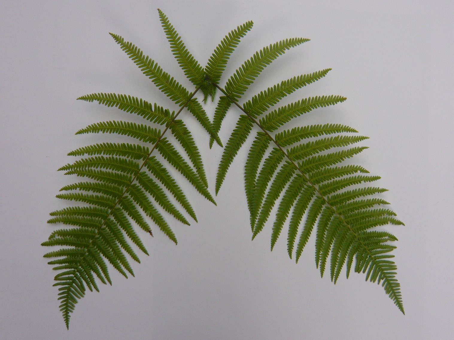 楽天市場】国産 ウラジロ 生【しめ縄飾り】 30cm〜35cm×5枚 : 花の