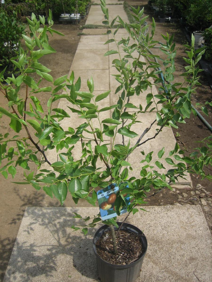 楽天市場】ザミア メキシコソテツ : 打出農園