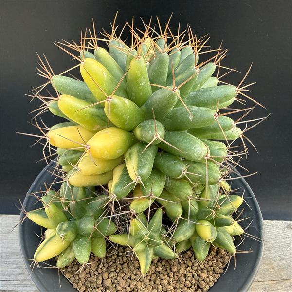 楽天市場】サボテン：コピアポア ハセルトリニアナ 逆鱗丸 ツギ*幅8cm