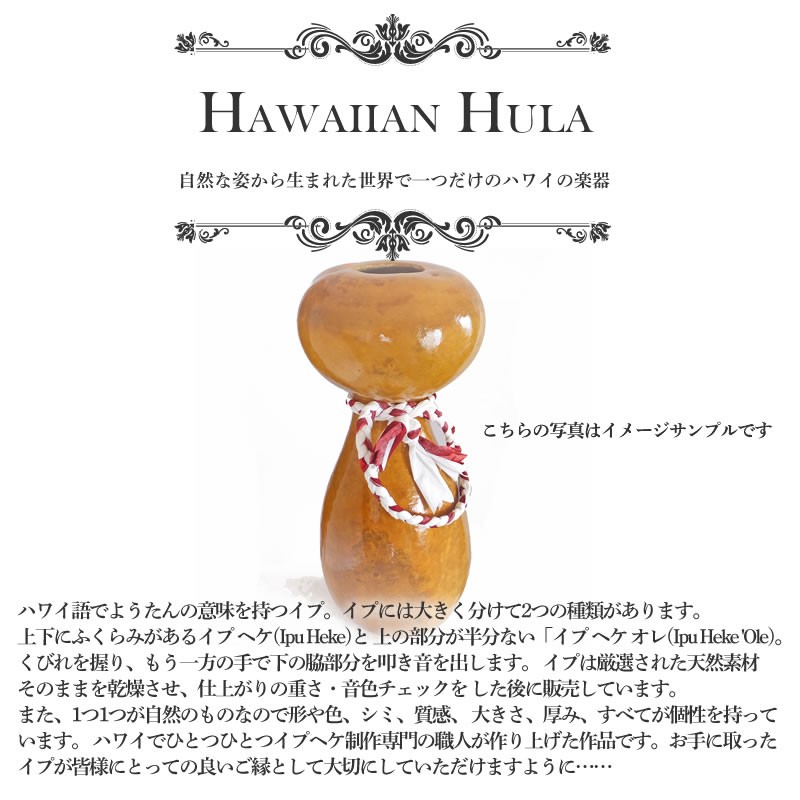 ハワイアン フラダンス 楽器 イプ ヘケ 高さ45cm カウラ付き 350g