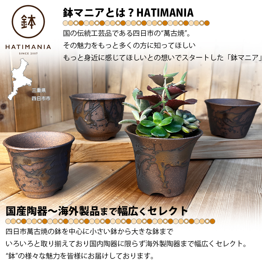 HATIMANIA 鉢マニア 金彩 3号 六平 3.5号 尻丸 ラッパ 浅型 日本製