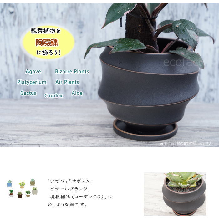 陶器鉢 植木鉢 ミニポット 底穴あり 皿付 ループ φ19cm プランター