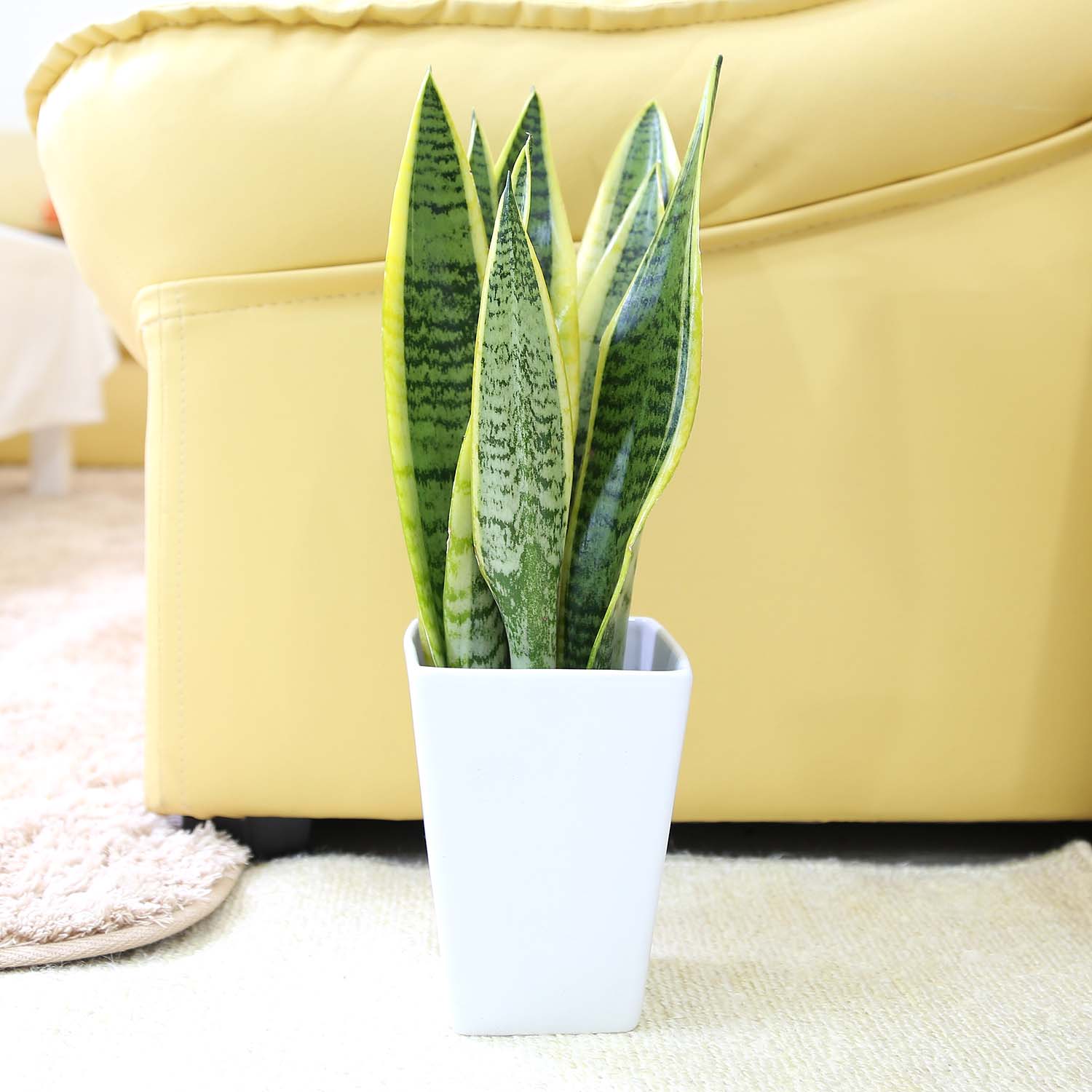 土を使わない観葉植物 空気を浄化するといわれているサンスベリア