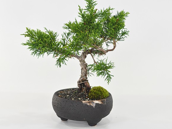 盆栽 ミニ真柏 ミニ盆栽 bonsai ぼんさい しんぱく 初心者 入門 ギフト