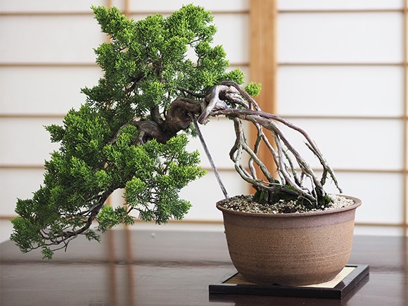 懸崖の根上がりの真柏 送料無料 盆栽 : 盆栽妙 ヤフー店 - 通販