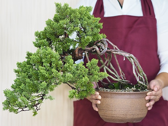 懸崖の根上がりの真柏 送料無料 盆栽 : 盆栽妙 ヤフー店 - 通販