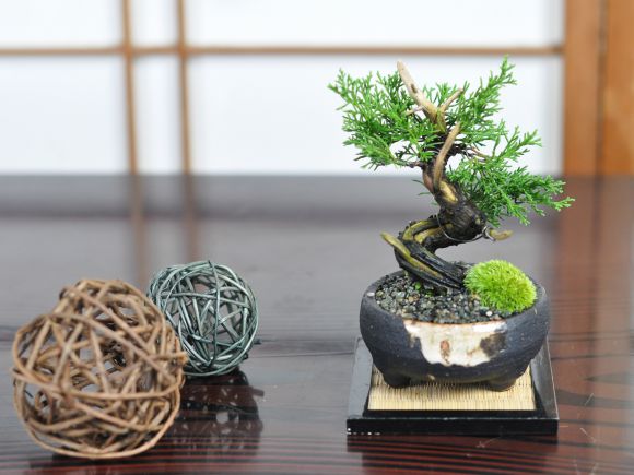 小品 真柏 松盆栽 鉢植え ミニ盆栽 ギフト 贈り物 おしゃれ モダン