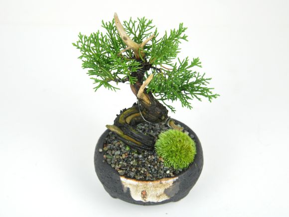 小品 真柏 松盆栽 鉢植え ミニ盆栽 ギフト 贈り物 おしゃれ モダン