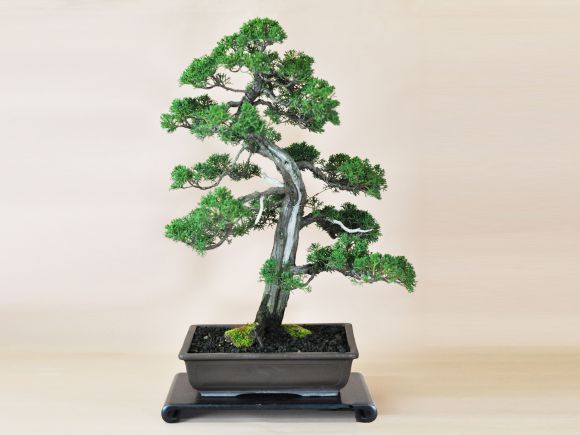 盆栽妙 紀州真柏 威風堂々 大型 真柏盆栽 贈り物 苗 : 盆栽妙 ヤフー店