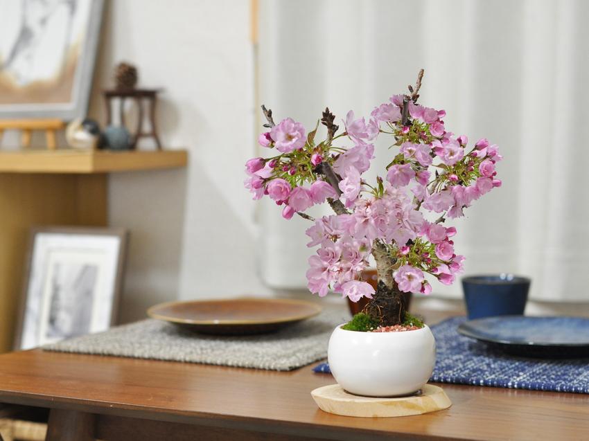 盆栽 桜 ミニ盆栽 ミニ桜 旭山桜 一才桜 モダン モダン盆栽 bonsai お
