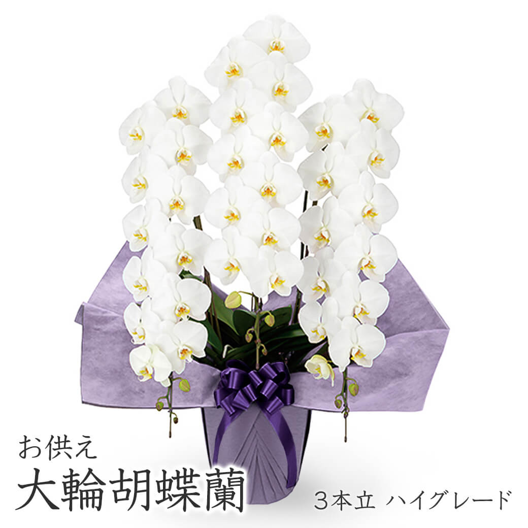 お供え 大輪胡蝶蘭 3本立 ハイグレード 白 36輪以上 お供え花
