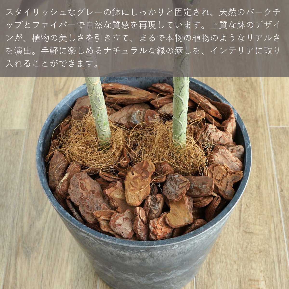 アガベ アテナータ 2本 多肉植物 鉢 フェイクグリーン 75cm 光触媒 鉢