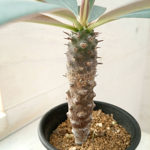 ユーフォルビア（サボテン、多肉植物） | 花、ガーデニング のおすすめ