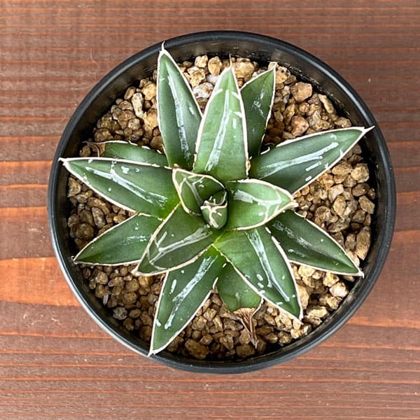 アガベ 笹の雪（花、ガーデニング）のおすすめ人気商品一覧 通販