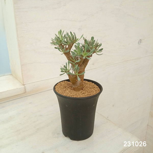 オトンナ ユーフォルビオイデス（花、ガーデニング）のおすすめ人気