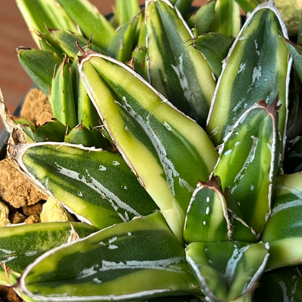 アガベ 笹の雪（花、ガーデニング）のおすすめ人気商品一覧 通販