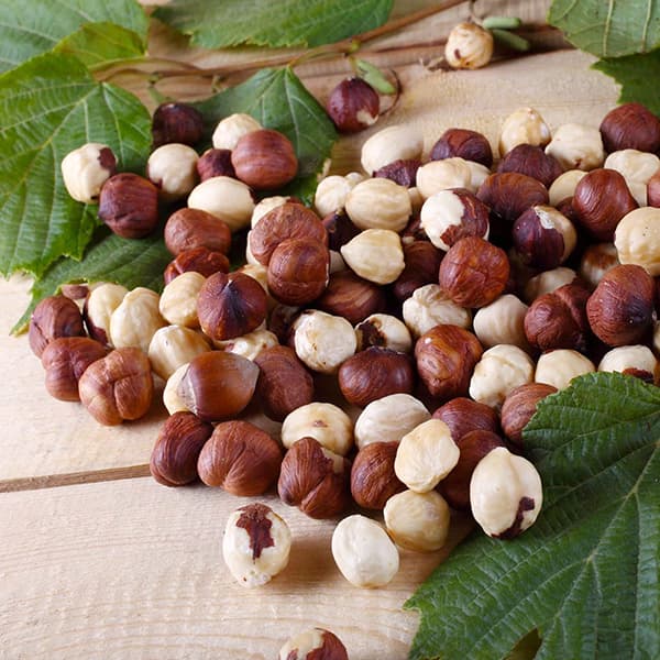 果樹の苗 ヘーゼルナッツ（西洋ハシバミ） 一才アメリカン