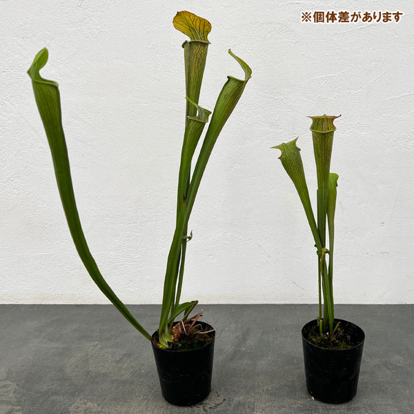 食虫植物サラセニアのおすすめ人気商品一覧 通販 - Yahoo!ショッピング