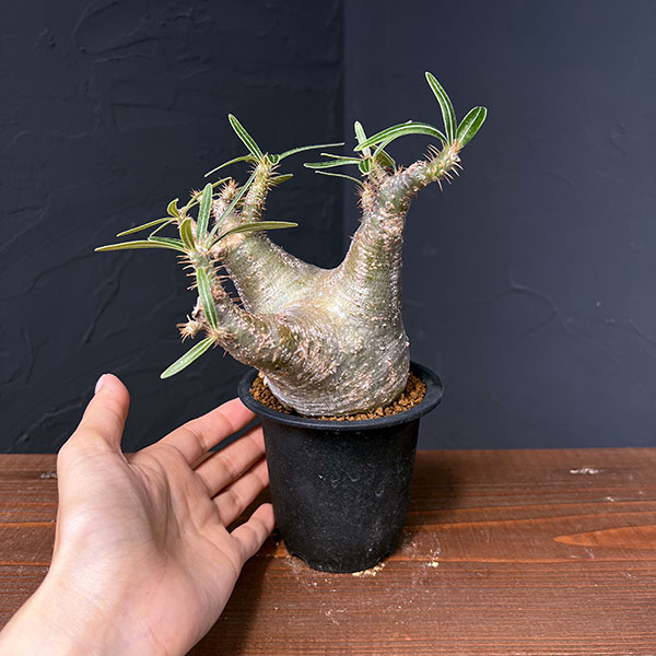 グラキリスのおすすめ人気商品一覧 通販 - Yahoo!ショッピング