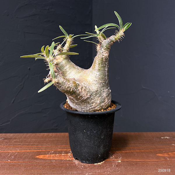 グラキリスのおすすめ人気商品一覧 通販 - Yahoo!ショッピング