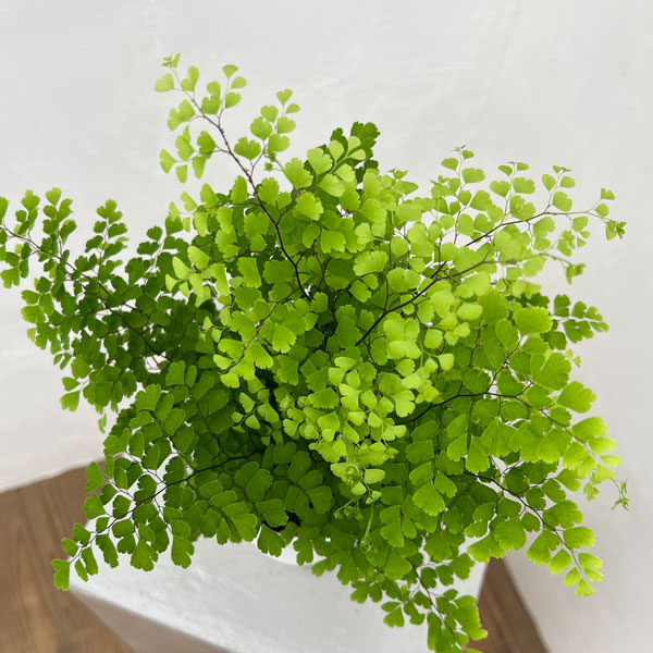 園芸ネット - シダ類｜Yahoo!ショッピング