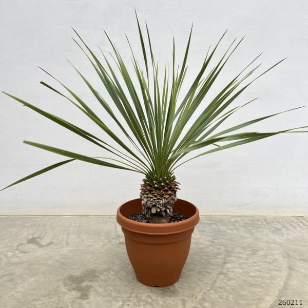 ユッカリギダ（観葉植物） | 花、ガーデニング のおすすめ人気商品一覧