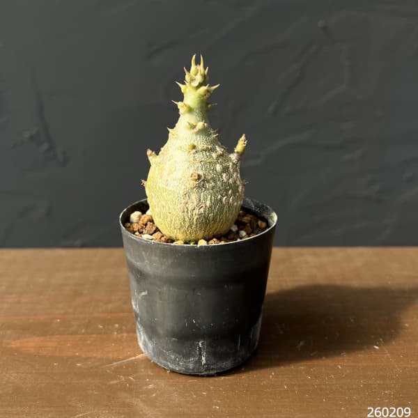 パキポディウム鉢のおすすめ人気商品一覧 通販 - Yahoo!ショッピング